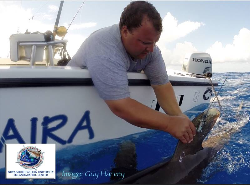 Sharks4Kids's tweet image. Curious about #Sharks? Join our very own Dr. Derek w/ @NSUOC #GHRI for a tagging trip force-e.com/event-registra…