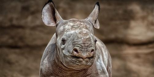 awvolunteer's tweet image. These #endangered Black Beauties need your support. Get involved! Volunteer in #Africa: ow.ly/NAkZQ #RHINO