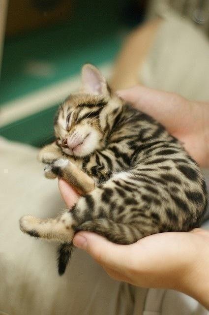 Bengal Kitten.