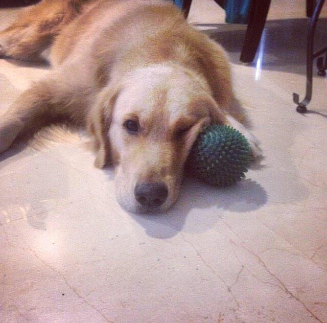 NewGhoshal's tweet photo. Sherlock Advice: When you find your blue ball in life, hold onto it and never let it go. @shreyaghoshal 💔 http://t.co/L8wivMcmTL