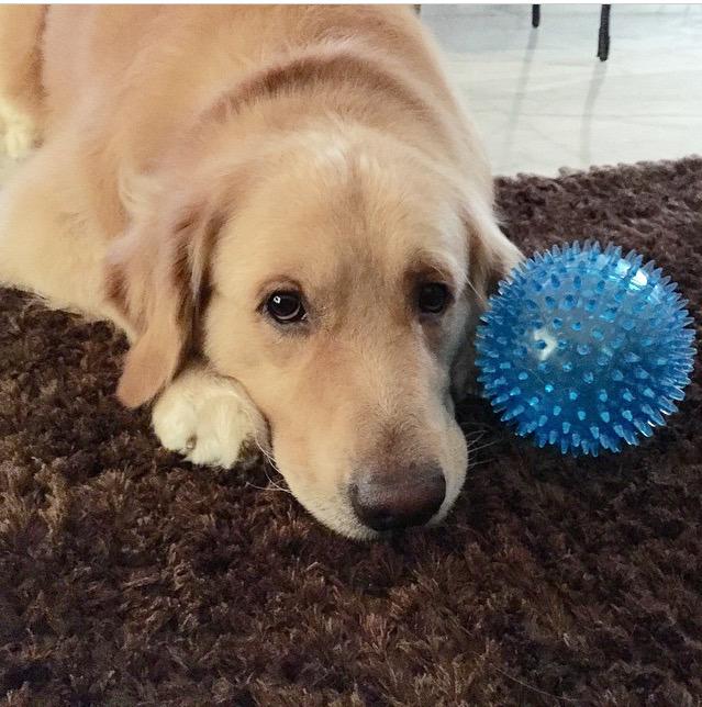 NewGhoshal's tweet photo. Sherlock Advice: When you find your blue ball in life, hold onto it and never let it go. @shreyaghoshal 💔 http://t.co/L8wivMcmTL