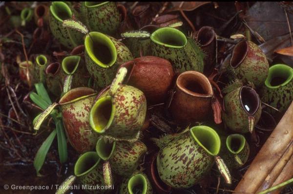 Greenpeace UK tweet media