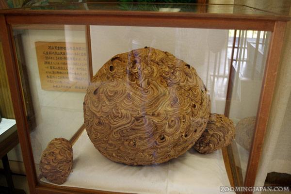 zoomingjapan's tweet image. A typical "suzumebachi" (killer hornet) nest.
If you see something like that in Japan, remove yourself IMMEDIATELY!