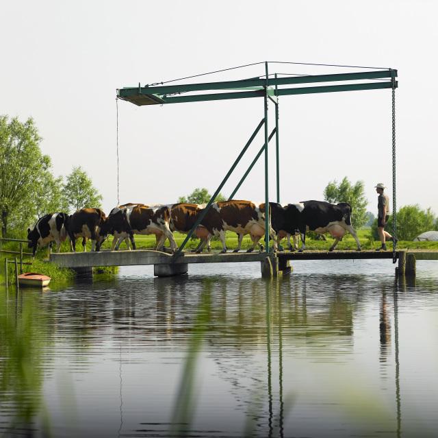Er is meer dan de #Zemblakoe