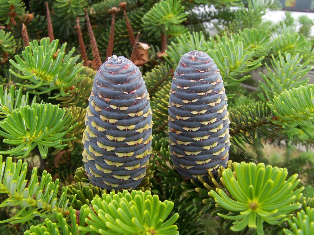 По вашим просьбам: «Пихта: виды, сорта, выращивание» botanichka.ru/blog/2010/11/1…