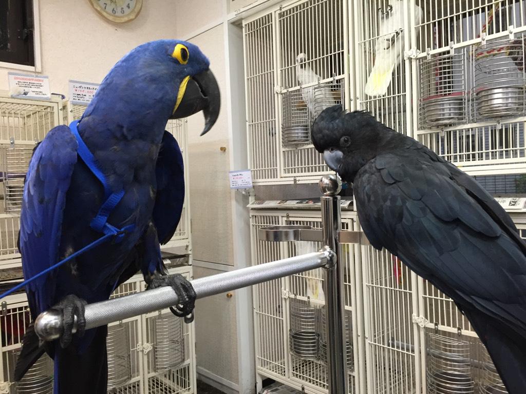 今日もヒヤシンスマコウ(スミレコンゴウインコ)の竹ちゃんと、ニンジャ