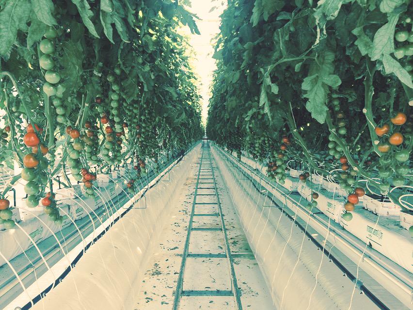 Nothing better than starting your day with a walk amongst the tomatoes. @LufaFarms #rooftopfarming