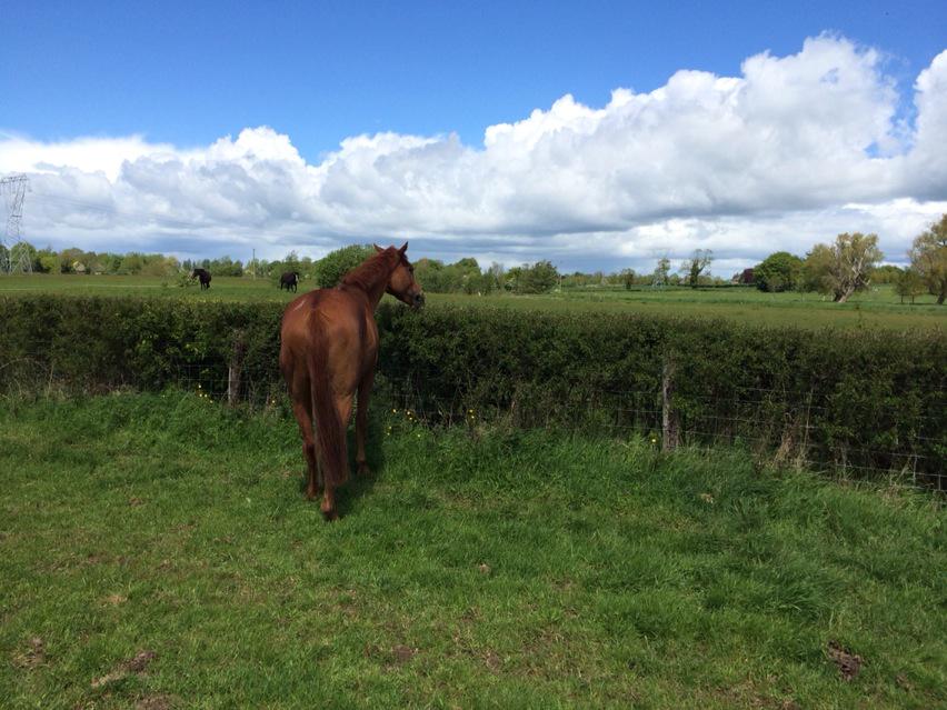 emilymacm's tweet photo. The grass is always greener...!! http://t.co/JRHnx1yb4f