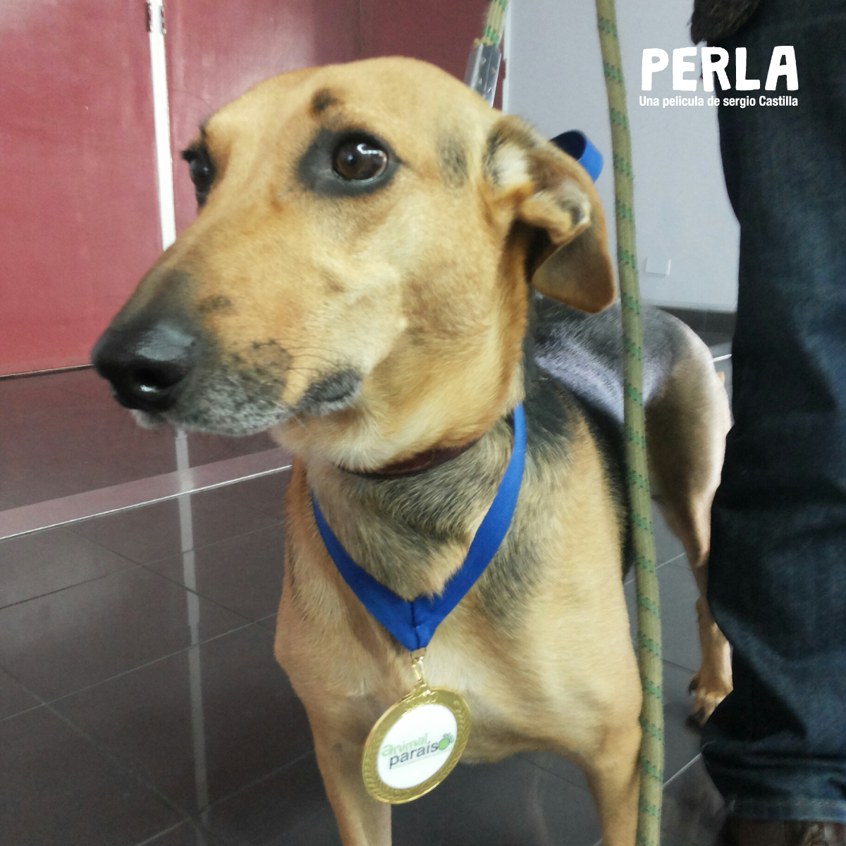 Recibí una medalla de la Intendencia de Valparaíso y me premiaron por ser la primera perra chilena en llegar al cine