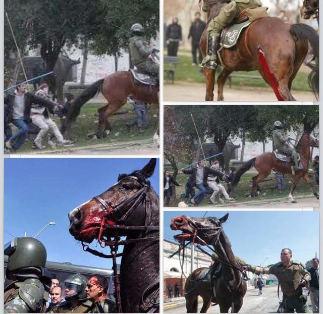 andreagont's tweet photo. Y de esto nadie habla! @NoticieroAnimal @PoliciAnimalcl @SOS_Animales Malditos HDP #Marchaestudiantil http://t.co/pGadGioyvw