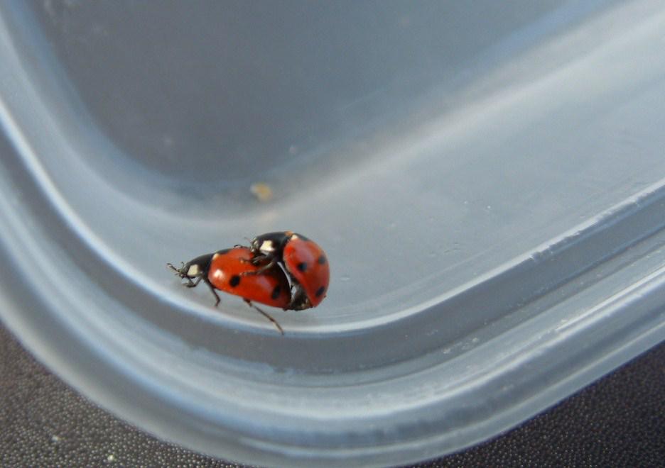Smurthany's tweet photo. Naughty ladybirds / ladybugs !! Please RT and visit my facebook Photography page https://t.co/wgOe7EvGaS http://t.co/9A4uqi1494