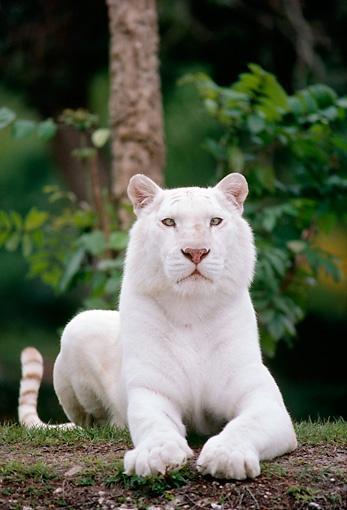 Portrait Of White Bengal Tiger Laying On Grass by Gary Randall
