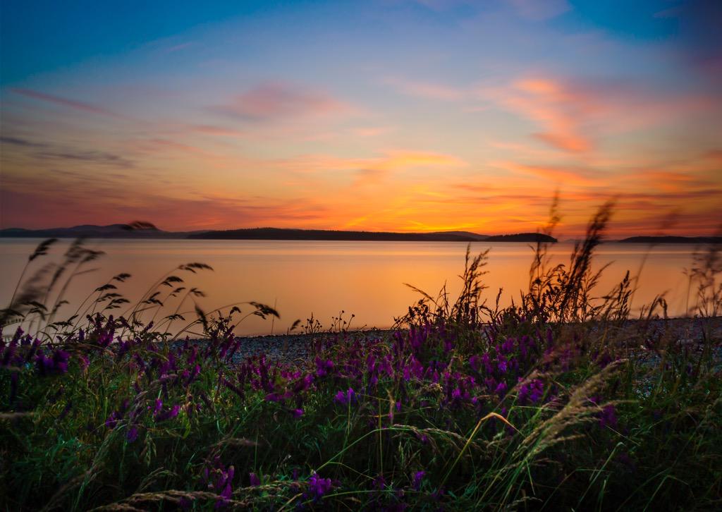 Pretty wildflowers along the beach at Otis Perkins park #lopezisland #sunset #travel #realestate #vacationrentals