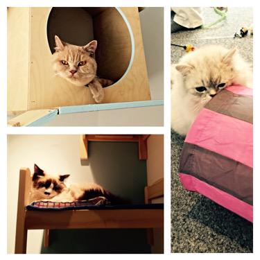 Visited <a href="/maisondemoggy/">Maison de Moggy</a> today, great place to get your cat &amp; caffeine fix 😊#Edinburgh #grassmarket