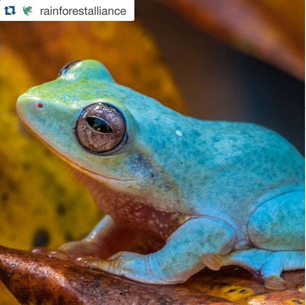UNBiodiversity's tweet photo. Happy Friday! This is the beautiful and endangered Powder blue #mountain #frog. #SmilingFrog https://t.co/OOBkJ6a1qo http://t.co/kIGXkPULJP