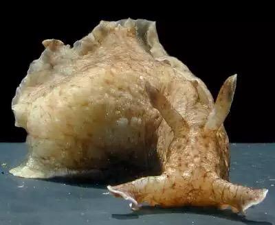 Ldiazmataix's tweet image. Aplysia o no puedo ser un bicho más feo #AdvancesMemory