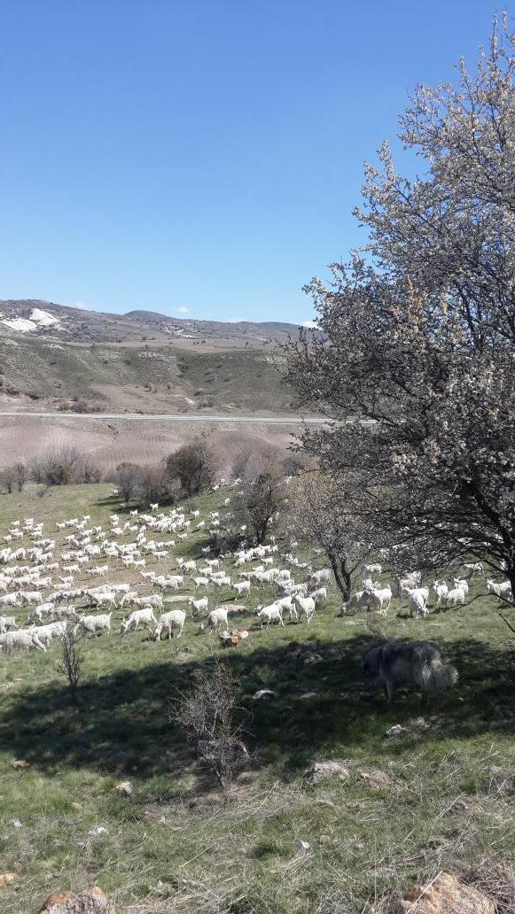 Ankara keçisi (@angoragoat) on Twitter photo 