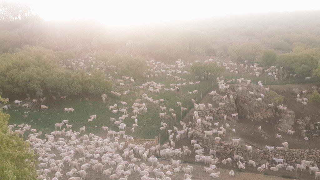 Ankara keçisi (@angoragoat) on Twitter photo 