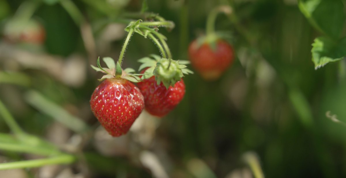 RealAppalachia's tweet photo. “@blackdiamondky: Ripe strawberries are here at Black Diamond Farm! Happy to be #KentuckyProud! #LexingtonKY #local http://t.co/CqQ4h3TIuX”