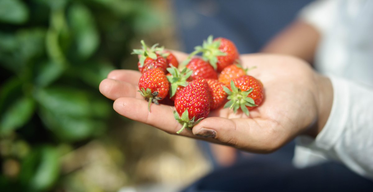 RealAppalachia's tweet photo. “@blackdiamondky: Ripe strawberries are here at Black Diamond Farm! Happy to be #KentuckyProud! #LexingtonKY #local http://t.co/CqQ4h3TIuX”