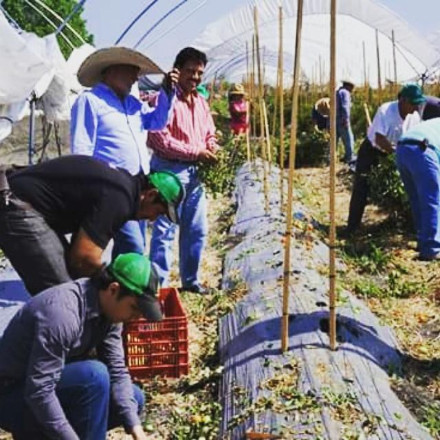 Formadores3's tweet image. #Módulo11 Plantación de plantula de jitomate #FormadoreSocialesAC