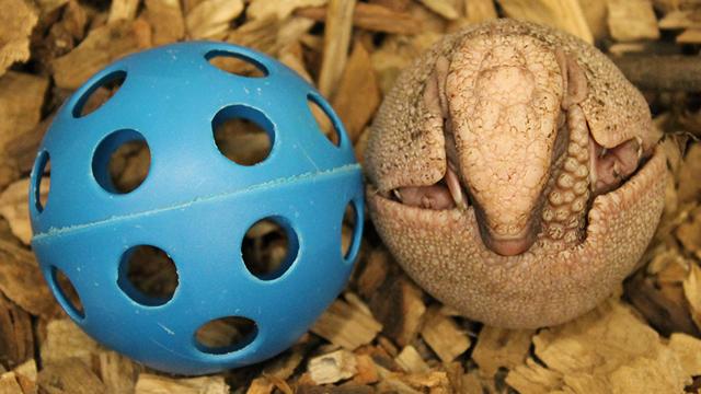 wibw's tweet image. Awwww....
wibw.com/home/headlines…