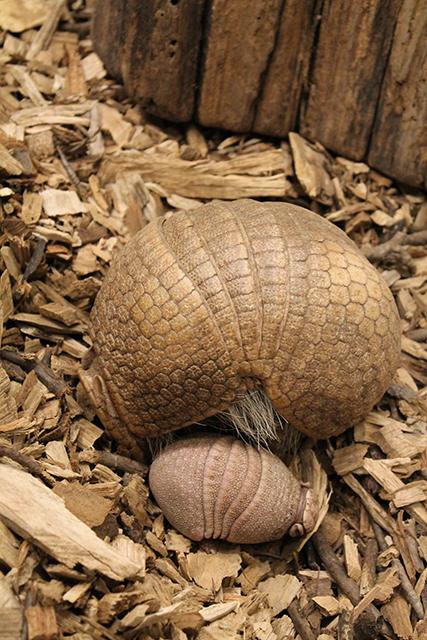 wibw's tweet image. Awwww....
wibw.com/home/headlines…