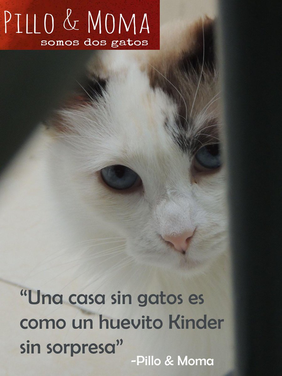 "Una casa sin gatos es como un huevito Kinder sin sorpresa" -Pillo &amp; Moma