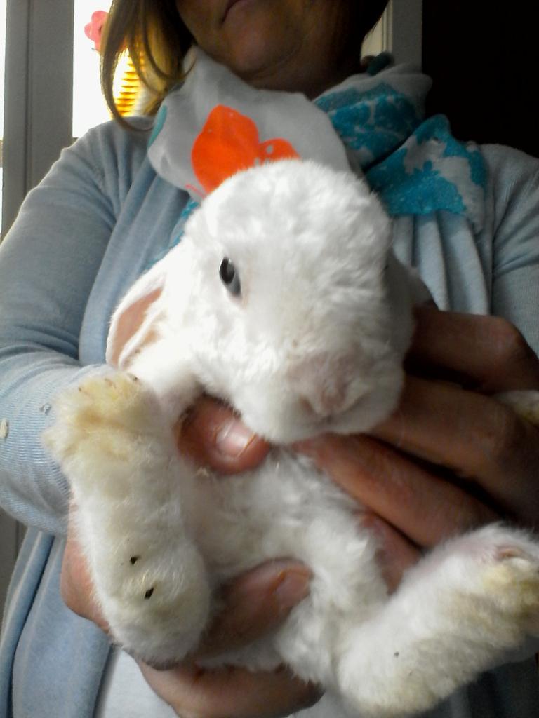 HugoSoudan's tweet image. J'ai un nouveau lapin il s'appelle Olaf