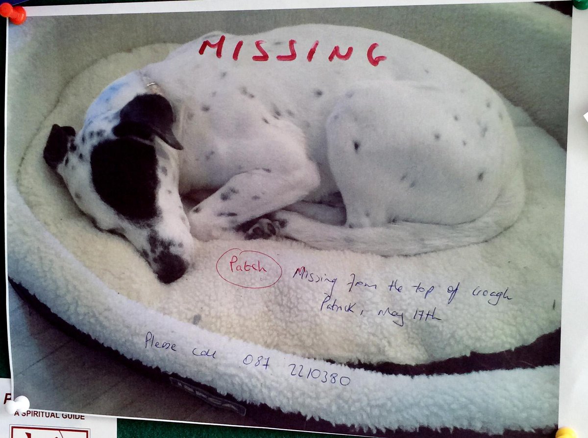 Dog lost on the top of holy mountain in West of Ireland - #croaghpatrick #thereek #findpatch