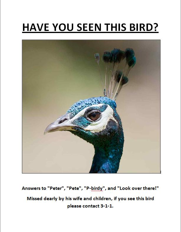 RT to help us find the #Torontopeacock
