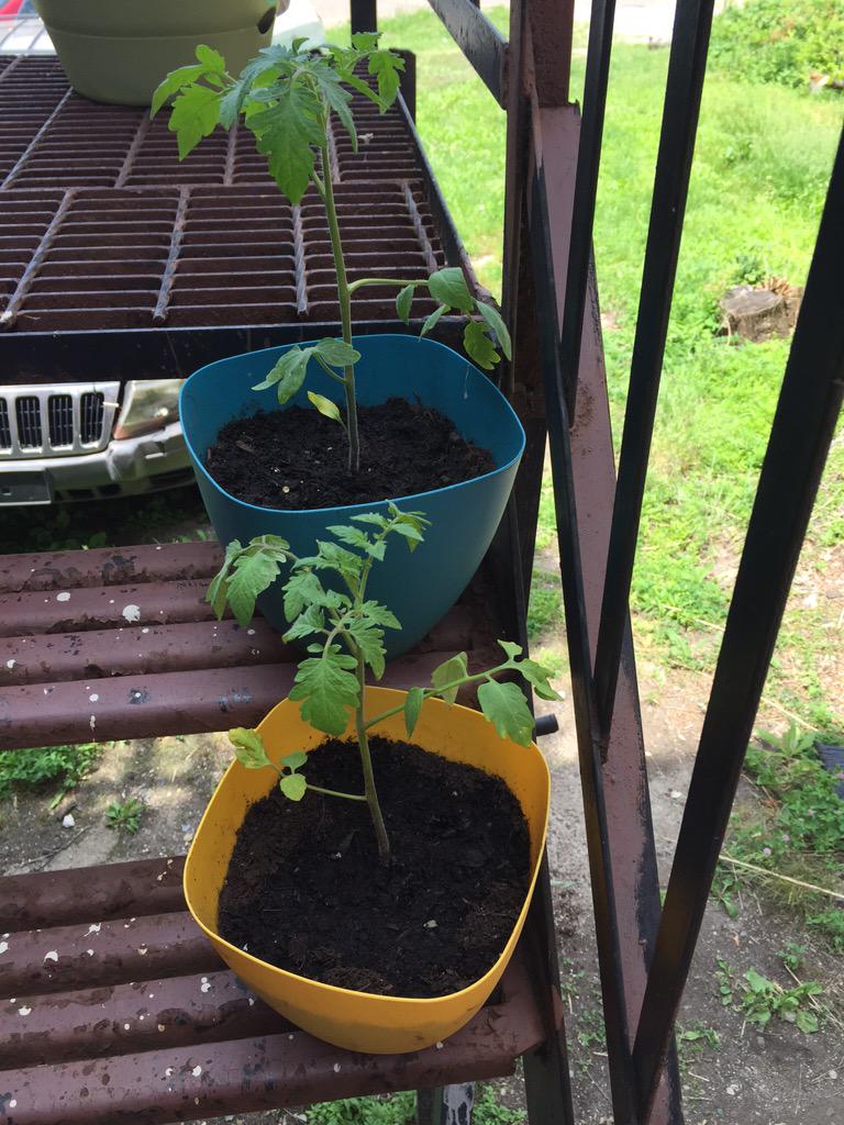 SopranoWing's tweet image. Friday Morning #UrbanGardening #funProjects