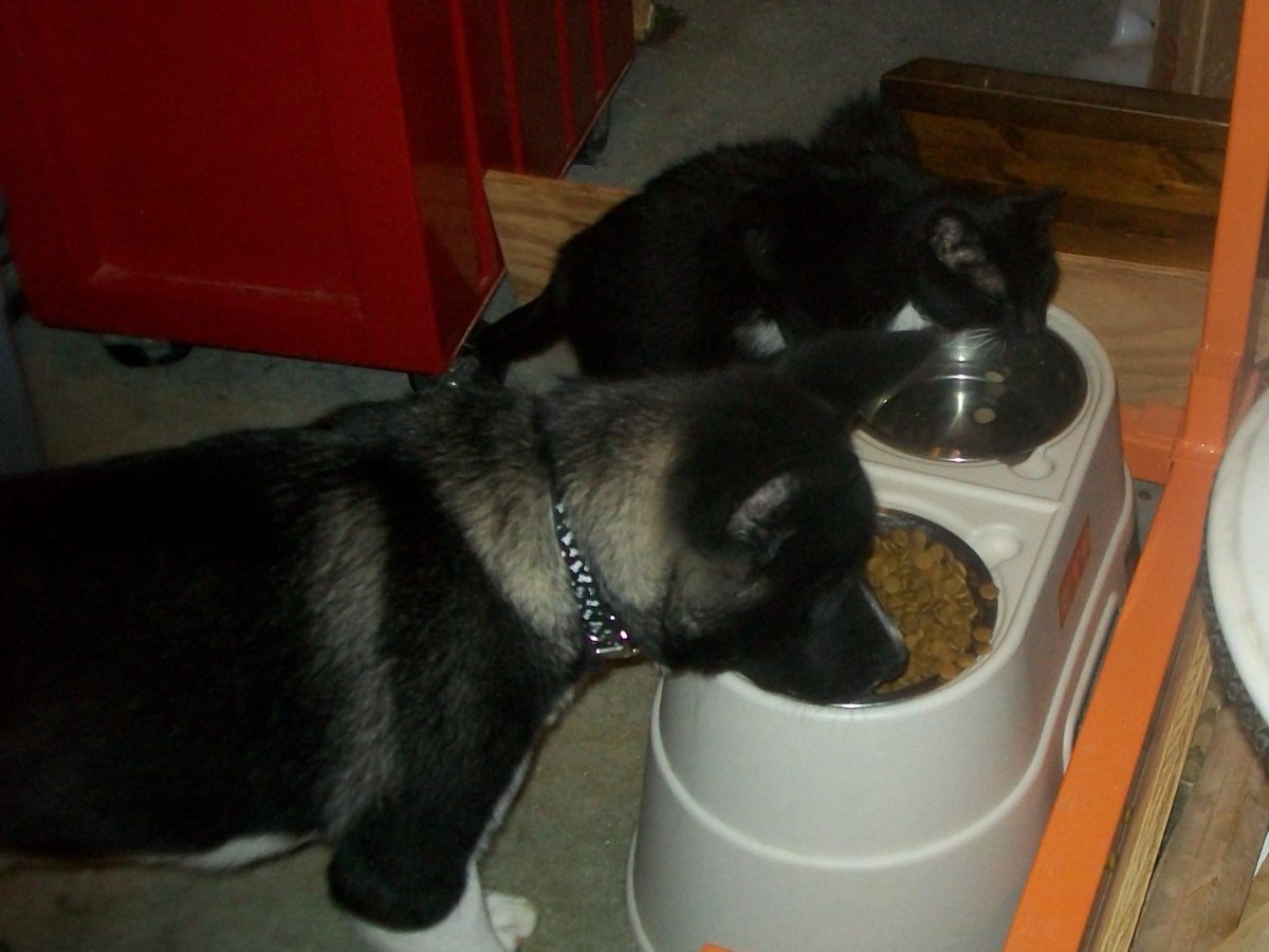 SmokeGray89's tweet photo. Ryujin's 5 month old visit with Dr Bob. Doing great weight up to 51.5 lbs W/best bud Junior. http://t.co/heHKoLlHXs