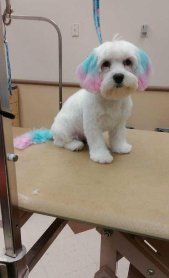PetSmart 1227 tweet media