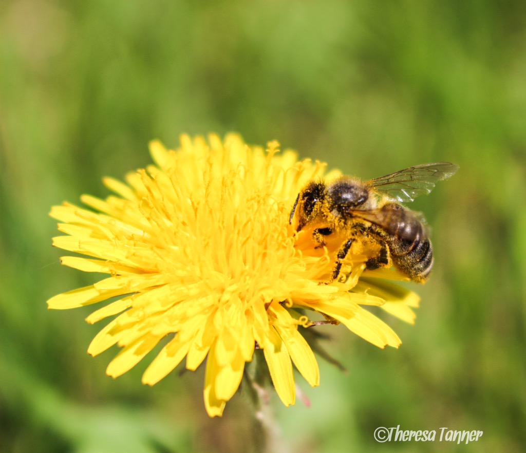 treetanner's tweet photo. Pollinator 🐝 #macrophotography #nature #keep_exploring #alberta #explorealberta @NatureAlberta @MargeauxMorin http://t.co/ND7yO41m6S