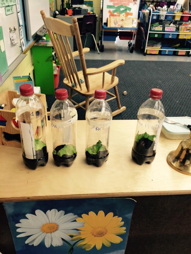 The worms are enjoying their new home with the kindies in room 102