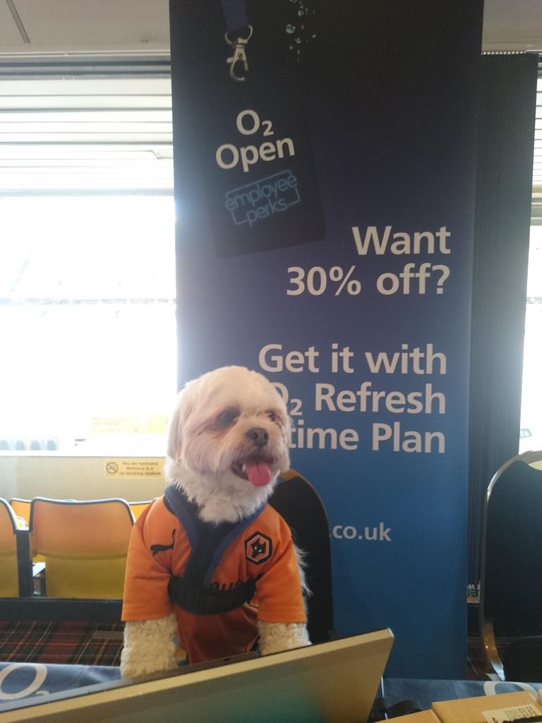LEDICK0's tweet photo. Our new recruit @ParsleyMeek 
#bemoredog #o2open http://t.co/qtOEfTCRFw