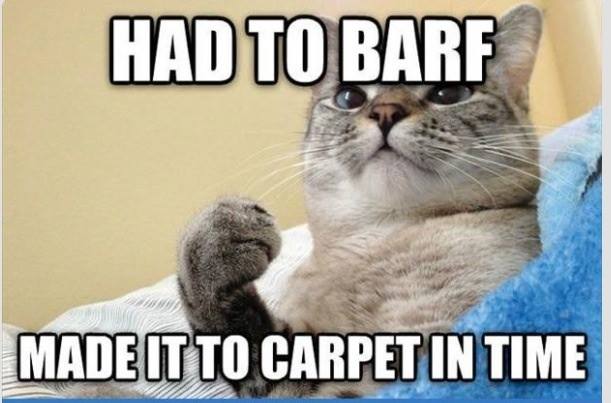 citrusolutioncu's tweet image. #cats ... love them or hate them, if you live with them it might be time for a #carpetcleaning 
Call at 770 781 9584