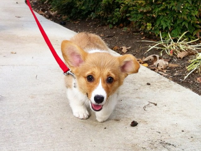 Petco's tweet photo. Hurry to the weekend! (Pic: @sirithecorgi) http://t.co/nS70pxetiA