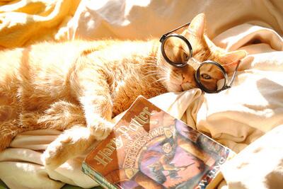 SoCuteKittens's tweet image. Cats like harry potter too.