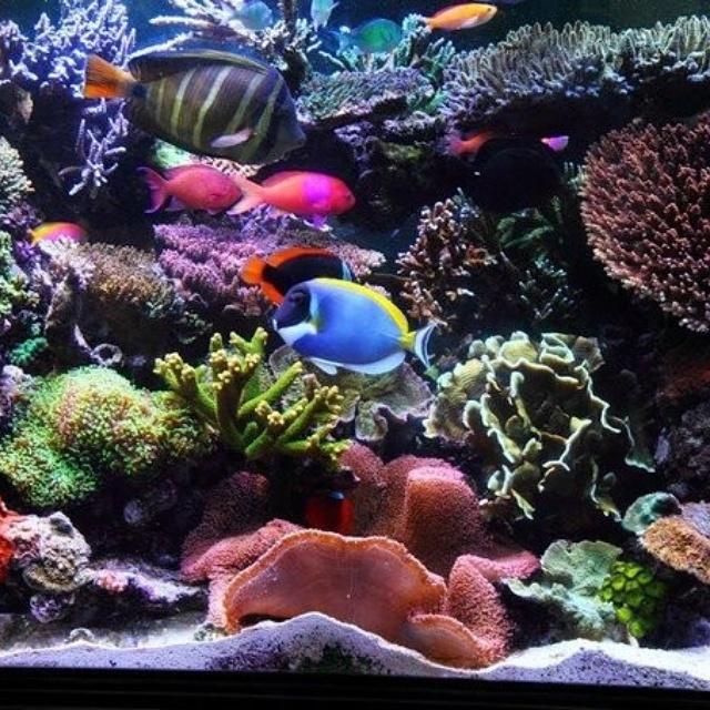 KindBulbs's tweet image. Aquarium lighting will be available shortly! #KindBulbs #aquarium #saltwater #reeftank #coralreef #LED