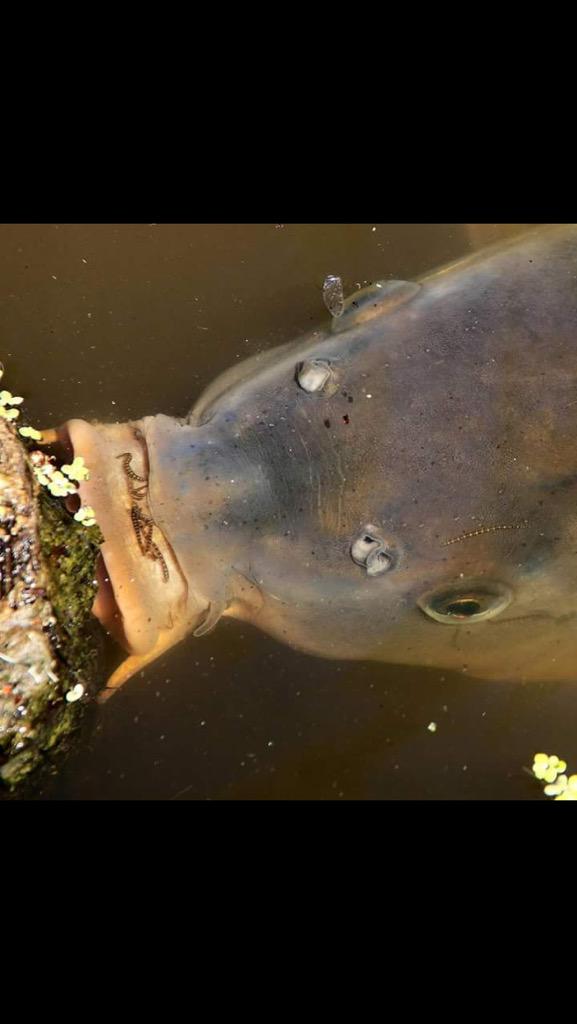 CollectFishing's tweet image. It's the details that matter