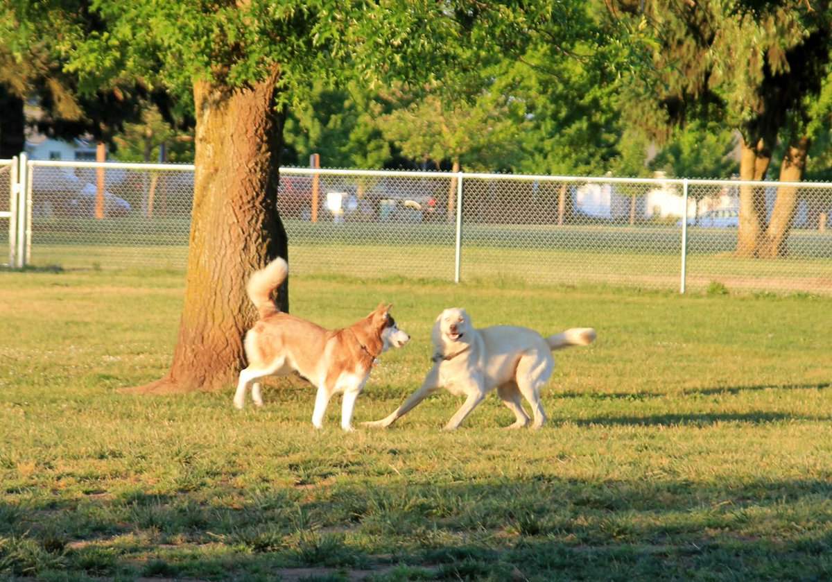 friendlywolfdog's tweet image. Some just know how to make a Wolf blush!