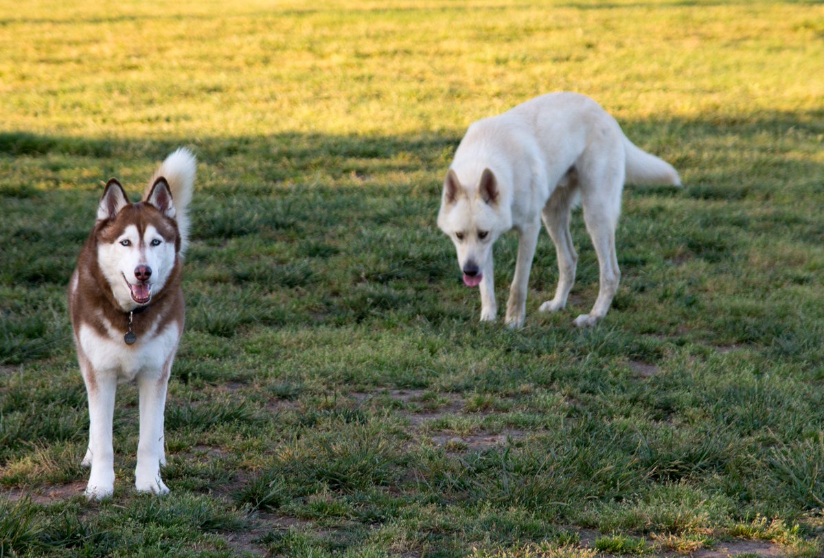 friendlywolfdog's tweet image. Even a Wolf can have puppy love at first bark!!