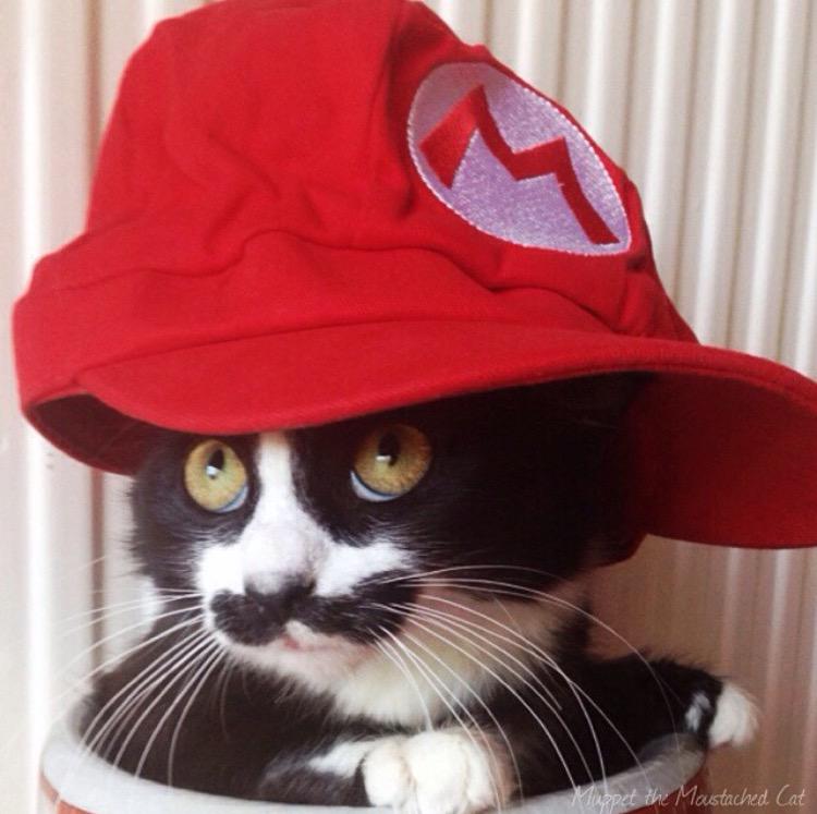 iamalive41's tweet photo. That's it for #fridayfluff Don't forget tmro is #caturday 😻 #muppetthemoustachedcat http://t.co/ewzneWbHLU