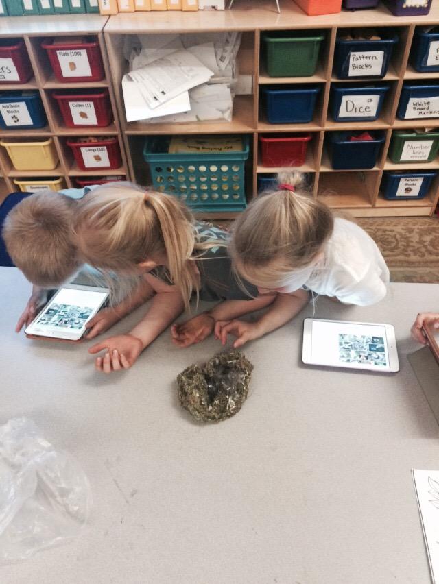 Mysterious bird nest. 1st grade birders are researching to find out more. #QAE  #1stGradePBL