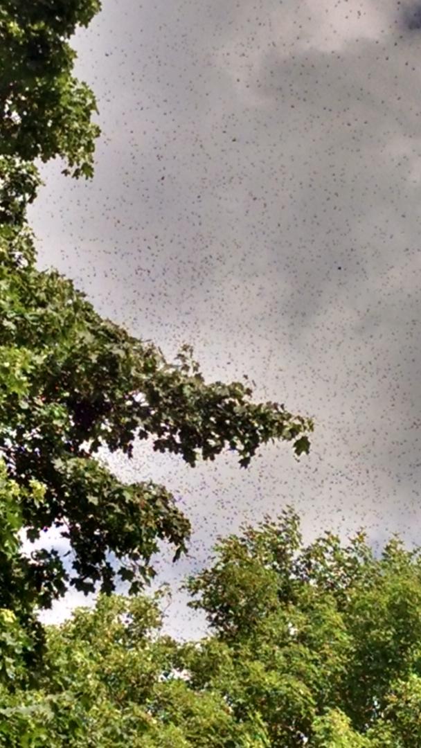 HomesteadonMain's tweet photo. #honeybee party at my house. #bees #pollinators http://t.co/i3KzZCZQMK