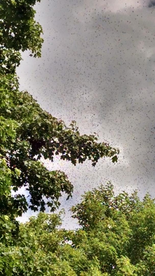 HomesteadonMain's tweet photo. #honeybee party at my house. #bees #pollinators http://t.co/i3KzZCZQMK