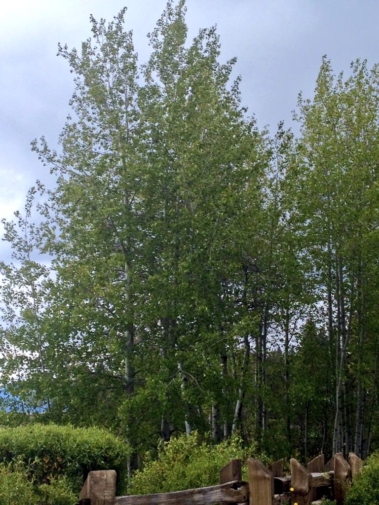 #QuakingAspens at #CommonsBeach #LakeTahoe getting ready for the #summer!