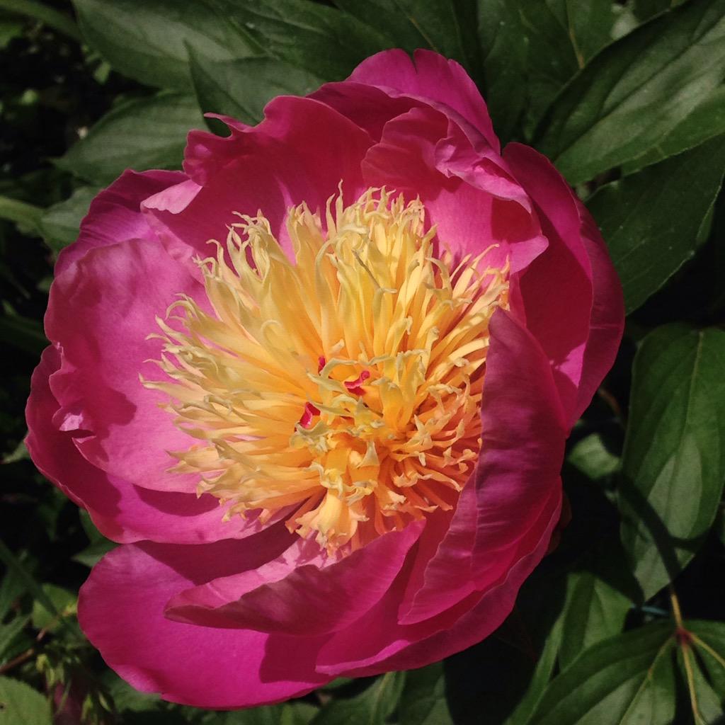 Fiona_and_Co's tweet image. Joining in for the love of #peonies #flowers #springinfullswing